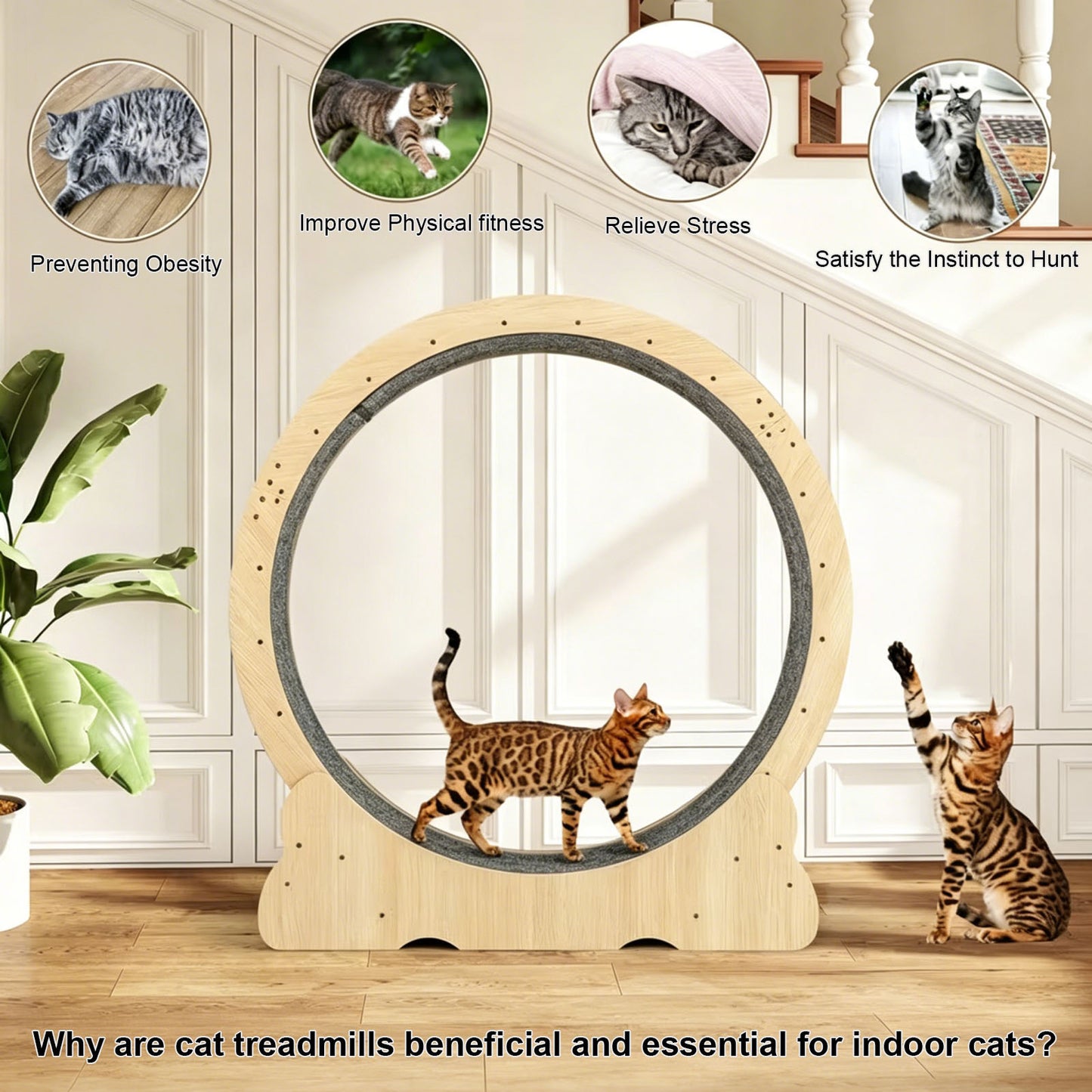 Large Cat Exercise Wheel